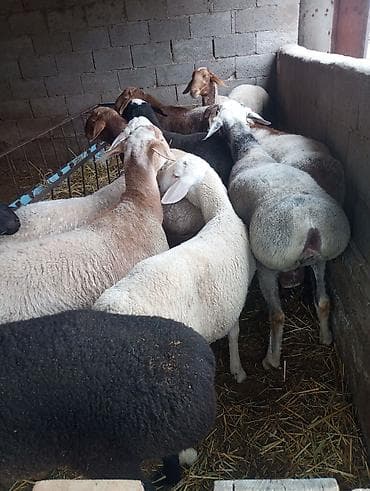 Продаю | Овца (самка) | Полукровка | Для разведения | Ярка