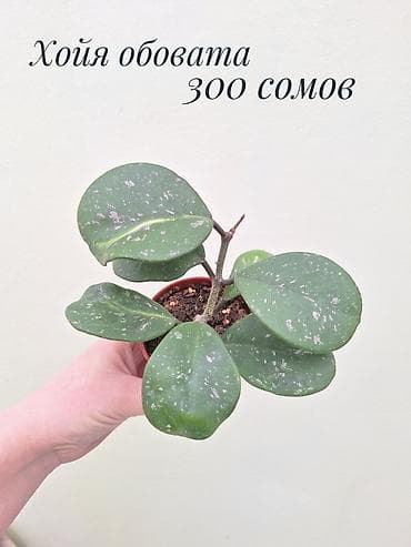 забыл: • Комнатные растения (укоренённые черенки/детки/молодые — 4