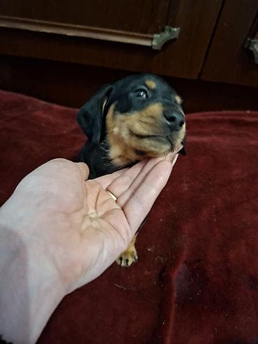 козу грил бишкек: Продаются щенки таксы . черный мальчик . возраст 1 месяц — 3