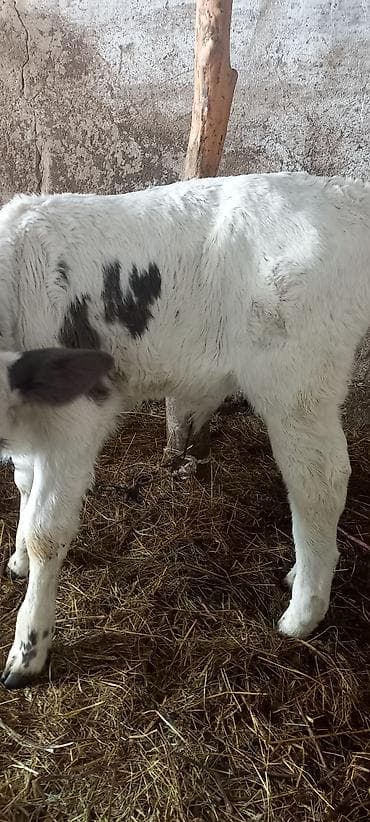 бык бука: Продаю | Музоо, торпок | Полукровка | На откорм — 3