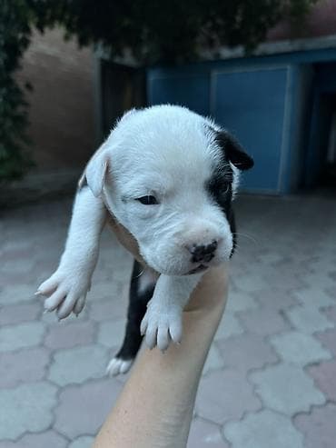 Собаки: 🐶 Продаются щенки породы питбуль 🐶 Предлагаются к продаже красивые — 4