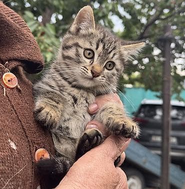 Кошка даром: Беспородная, 2 месяца, Девочка, Приучена к лотку