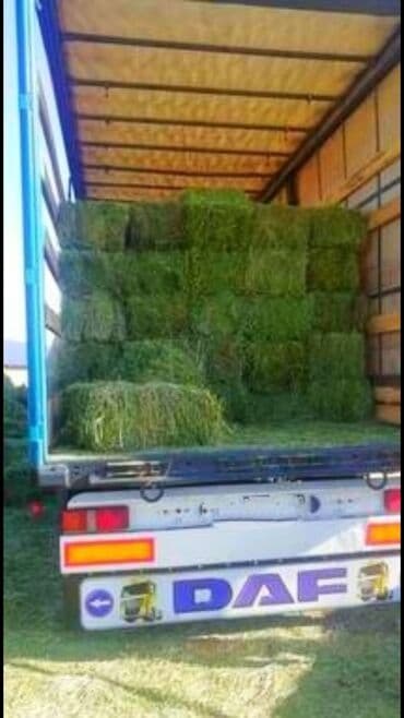 объявления о найденных собаках: Для с/х животных: Продаю тюки клевера, сорт клевера люцерна 3-укос — 1