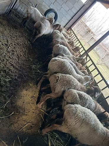 коровы телки 35000: Продаю | Баран (самец) | Для разведения | Племенные, Осеменитель — 2