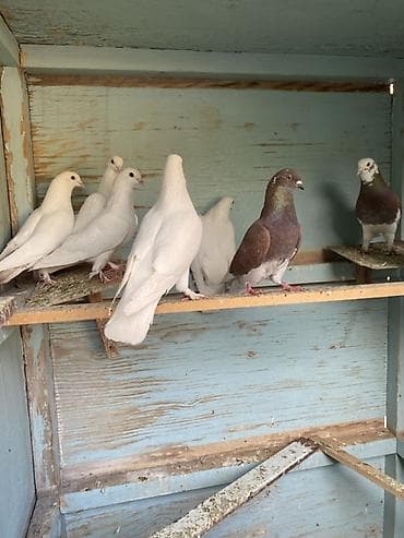 Породистые голуби, декоративные и лётные. Вольерное содержание