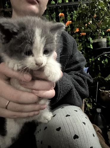 рыжая кошка: Котята, 2 мальчика и 1 девочка котята цвета серо белый кремовый с — 4