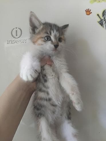 кошка рэгдолл: Кошка даром: Беспородная, 1 месяц, Девочка, Приучена к лотку — 8