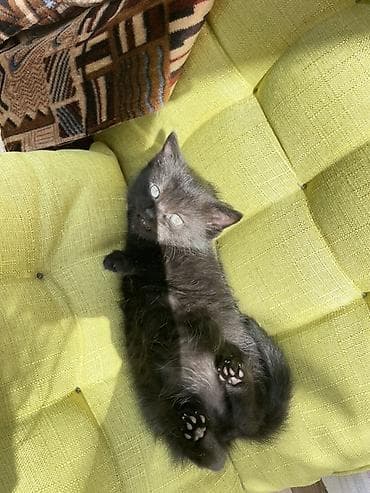 мышык фото: Отдам даром котеночка мальчик возраст 1 месяц очень ласковый игривый — 4