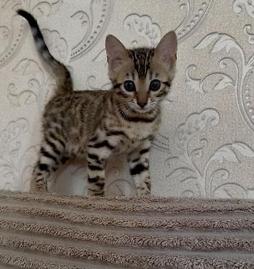 кошки бишкек купить: Бенгальская, 2 месяца, Девочка, Золотая шиншилла, Приучена к лотку — 5