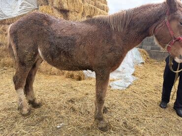 кой союп: Сатам | Тай, Байтал | Жумушка — 2