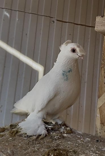 голубиный помет: Голубь молодой. Закрытый — 1