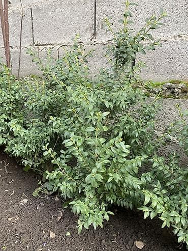 купить кустарники декоративные: Вечнозелёные кустарники для живой изгороди (предположительно — 1