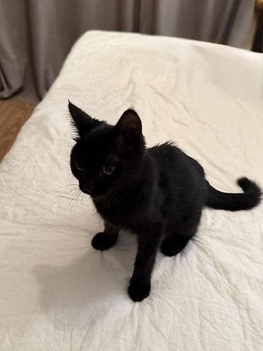 котенок сиамский: Кошка даром: Беспородная, 3 месяца, Мальчик — 2