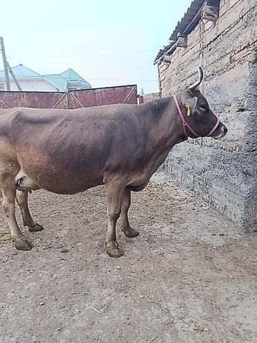 заказ делфин: Продаю | Корова (самка) | Для молока — 7