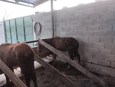 Иттер: Сатам | Байтал | Көбөйтүү үчүн | Асыл тукумдуу — 4