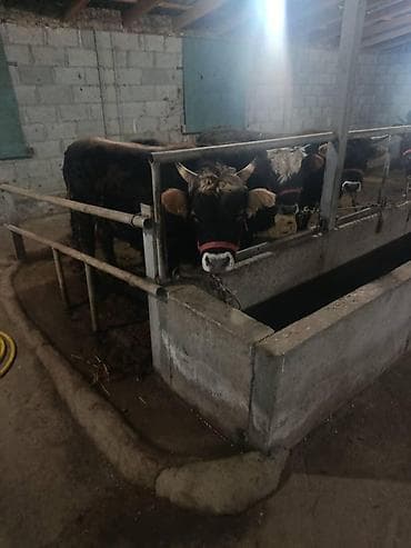 ош карова: Продаю | Бык (самец) | На откорм | Привязанные — 2