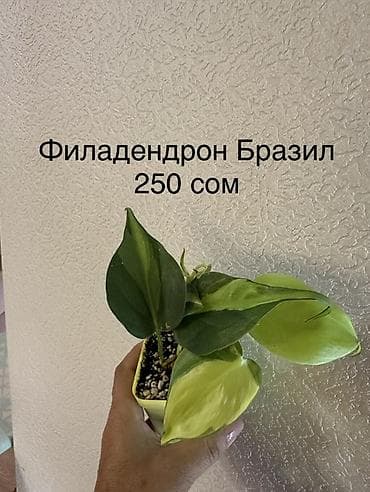 Комнатные растения: Укоренённые черенки от 150 до 350 сомов — 7