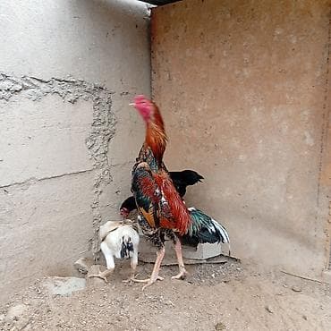 меняю на кур: Продаю | Инкубационные яйца | Бойцовая | Для разведения — 3