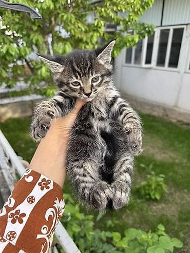 пит: Котята, домашний помет. - Окрас: два черных (плотный угольно-черный — 4