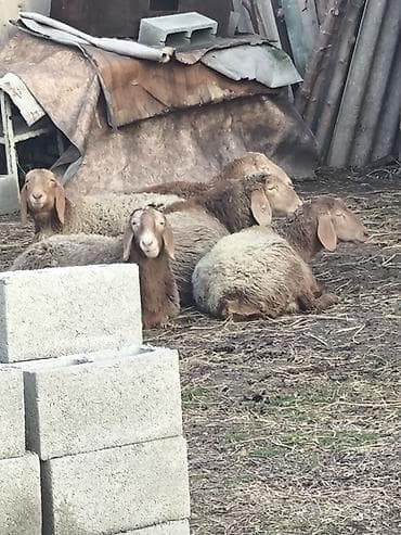 Продаю | Овца (самка) | Для разведения | Матка at lalafo.kg Продаю | Овца (самка) | Для разведения | Матка