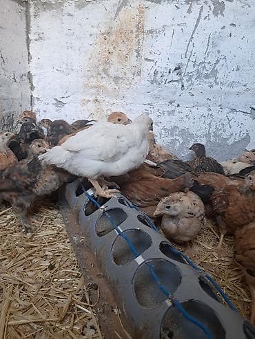 А\ч жаныбралары үчүн товарлар жана шаймандар: Сатам | Балапандар — 1