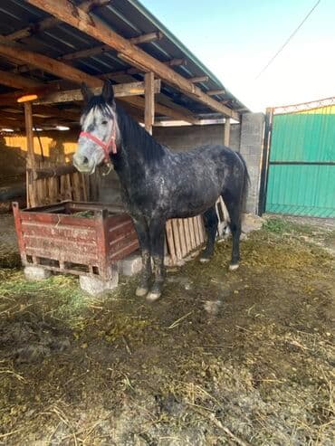 Иттер: Сатам | Байтал | Көбөйтүү үчүн — 2