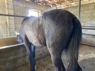 прокат лошади: Продаю | Кобыла (самка), Жеребенок | На забой, Для разведения — 2