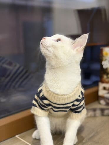 морковь на корм: В добрые руки котенок, мальчикмесяца 4 на вид, ласковый, приучен к — 7