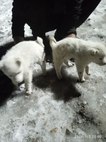 щенки породы акита ину: Щенки белого окраса - На фото — два пушистых белых щенка небольшого — 4