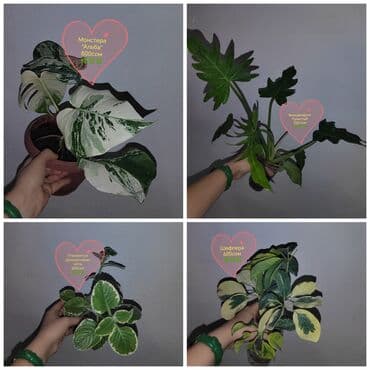 гүл челек: Комнатные растения — саженцы и черенки. 1) Живое дерево (лечебное) — — 7