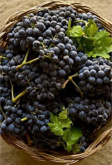 сколько стоит корейский виноград: Саженцы винограда (Чёрный крупный ) в Пригородном.(Красный поздний) — 7