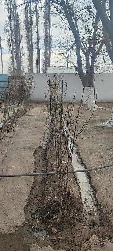 Уголь: Саженцы груши яблоко по 2 вида - Порода: груша. На фото видно молодые — 4