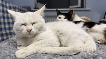 1 год, Мальчик, Приучена к лотку, Проглистована, С документами at lalafo.kg 1 год, Мальчик, Приучена к лотку, Проглистована, С документами