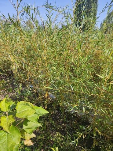 искусственный газон на стену: Көчөттөр дарактардын: Мажрүм талдар — 3