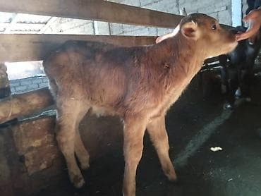 Куплю с/х животных: Продаю | Музоо, торпок | Швицкая | Для разведения — 1