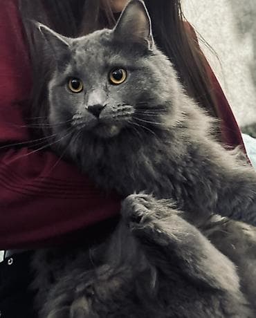 домик для котов: 2 года, Девочка, Серый, Кастрирована, Приучена к лотку — 1