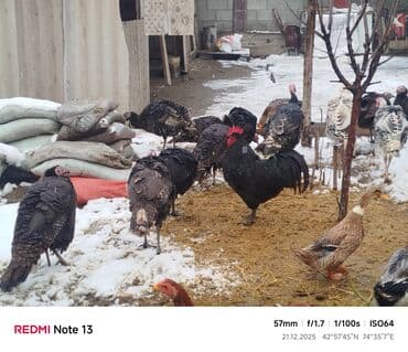 Собаки: Продаю | Индюк (самец) | Полукровка | Для разведения | Племенные — 3