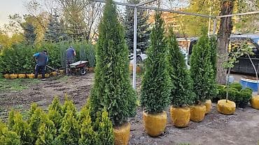 вечный спичка: Газонные семена и почвосмеси для газона - Марки: Green Field — 7