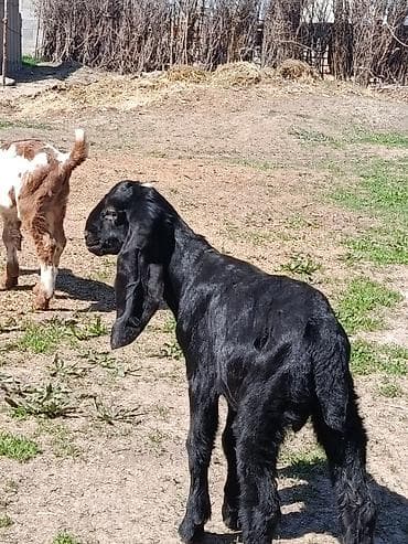 кунажын бишкек: Сатам | Улак, Теке (эркек) | Битал | Сүт алуу үчүн, Көбөйтүү үчүн | Асыл тукумдуу — 3