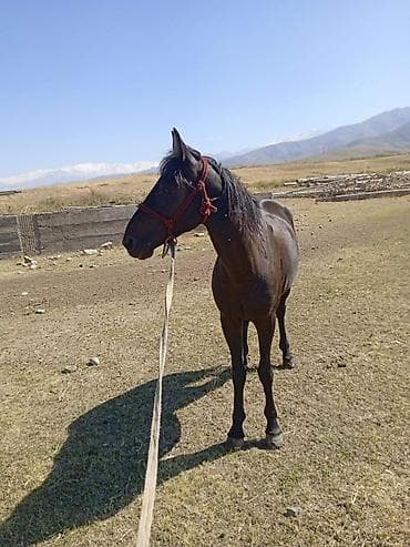 Услуги ветеринара: Продаю | Конь (самец) | Кара Жорго | Рабочий | Мерин — 1