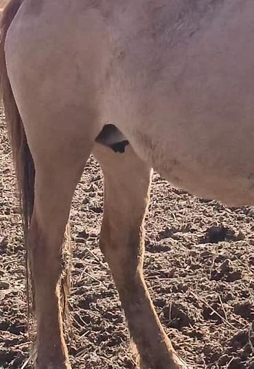 мышык фото: Сатам | Жылкы (эркек) | Аргын, Дончак | Жумушка | Мерин — 3