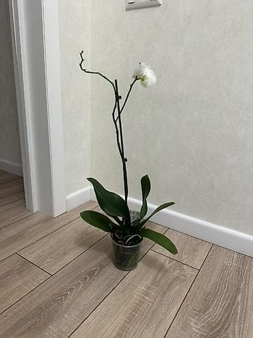 орхидея бишкек цена: Орхидеи Голландские Phalaenopsis сортовые цветущие по 800 сомов — 5