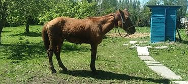 орловская лошадь: Продаю | Жеребенок | Дончак | Для разведения — 3