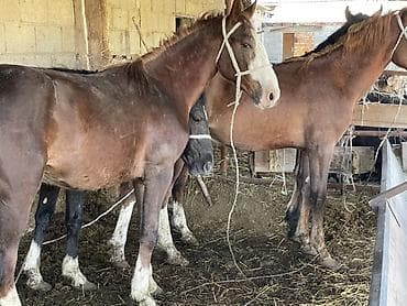 орловский рысак купить в россии: Продаю | Жеребец | Дончак | Рабочий — 6