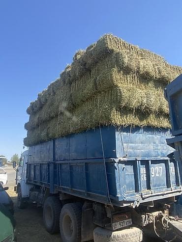 Кастра зеленая с сеном в продаже at lalafo.kg Кастра зеленая с сеном в продаже