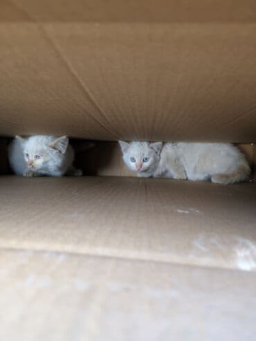 экзотическая кошка цена: Котята, домашние, игривые. Описание: - Окрас: кремово-белый — 5