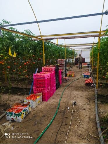 Теплица, предназначенная для выращивания различных