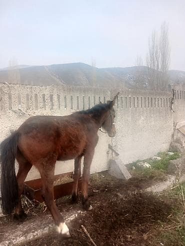 Коровы, быки: Продаю | Жеребенок | Для разведения — 3