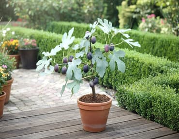 Саженцы деревьев: Самовывоз