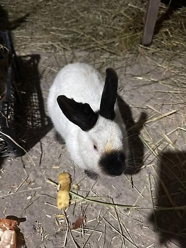 тропические декоративные растения: Пуховые декоративные кролики, окрас — чёрный/темно‑серый. - — 5